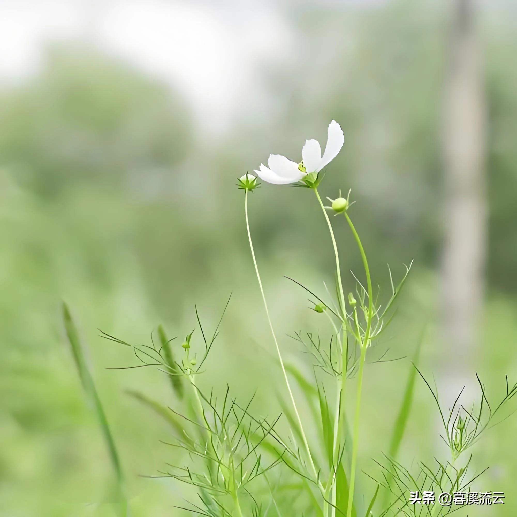 赞美初夏花朵绽放的诗词（30句优美初夏诗词）