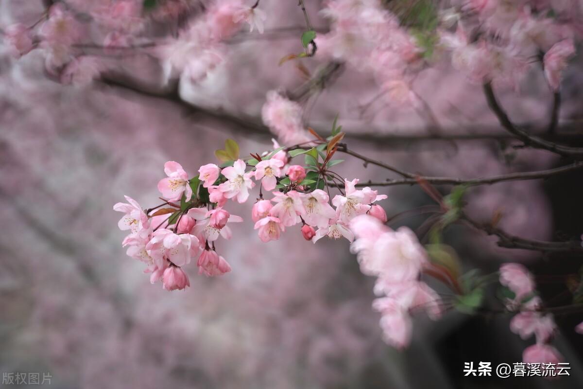 只恐夜深花睡去，故烧高烛照红妆（推荐十首唯美春花诗词）