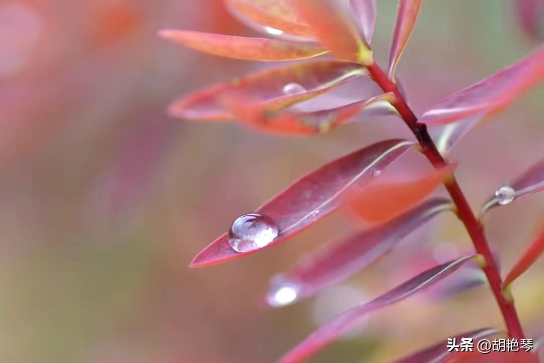 描写白露季节的诗词名句（5首唯美白露诗词）