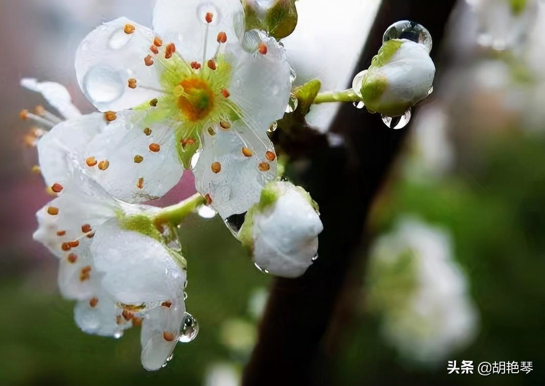 描写梨花经典诗词（11首梨花诗词）