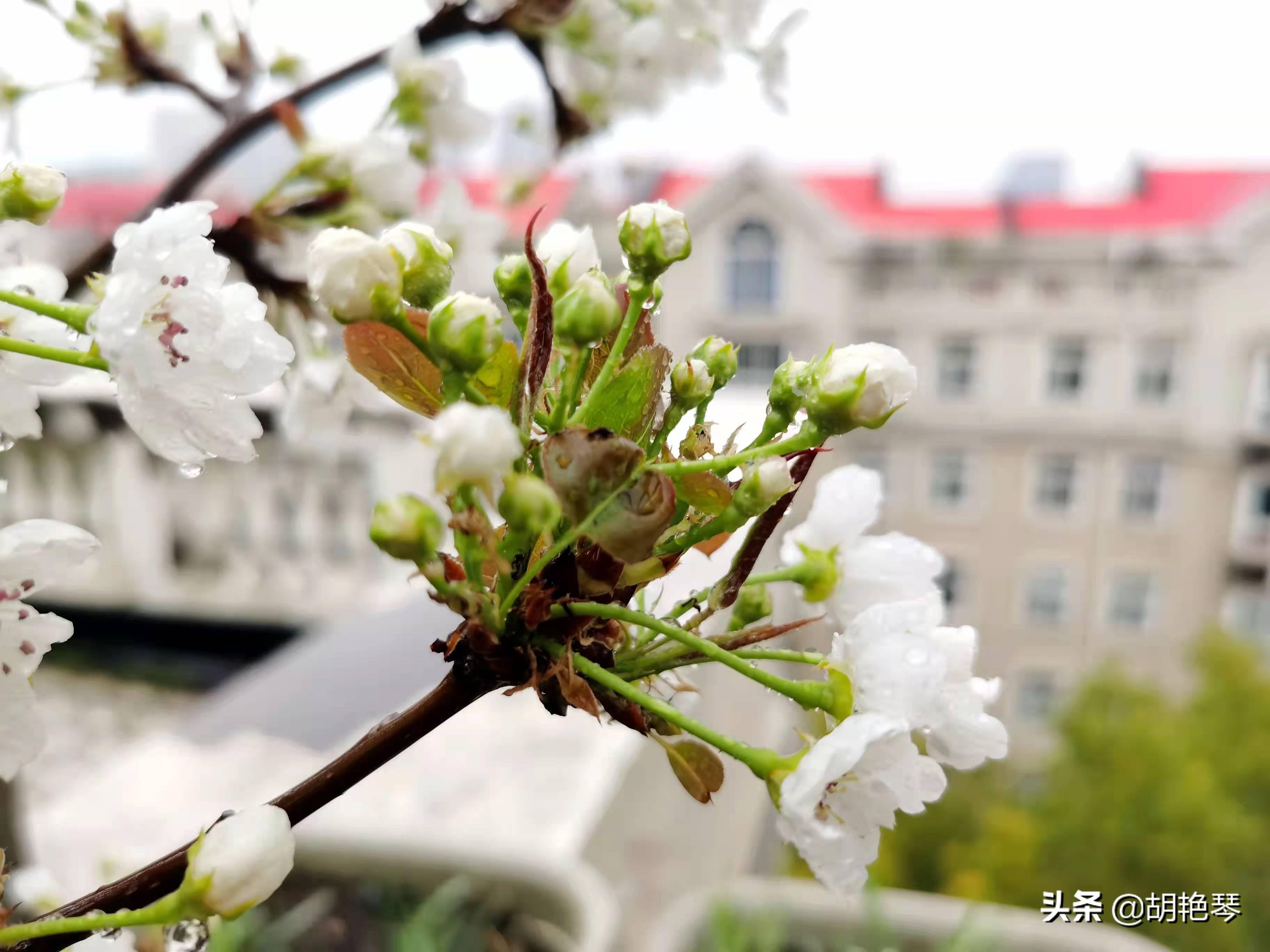 描写梨花经典诗词（11首梨花诗词）