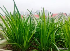 夜雨剪春韭经典诗词（10首春韭诗词）