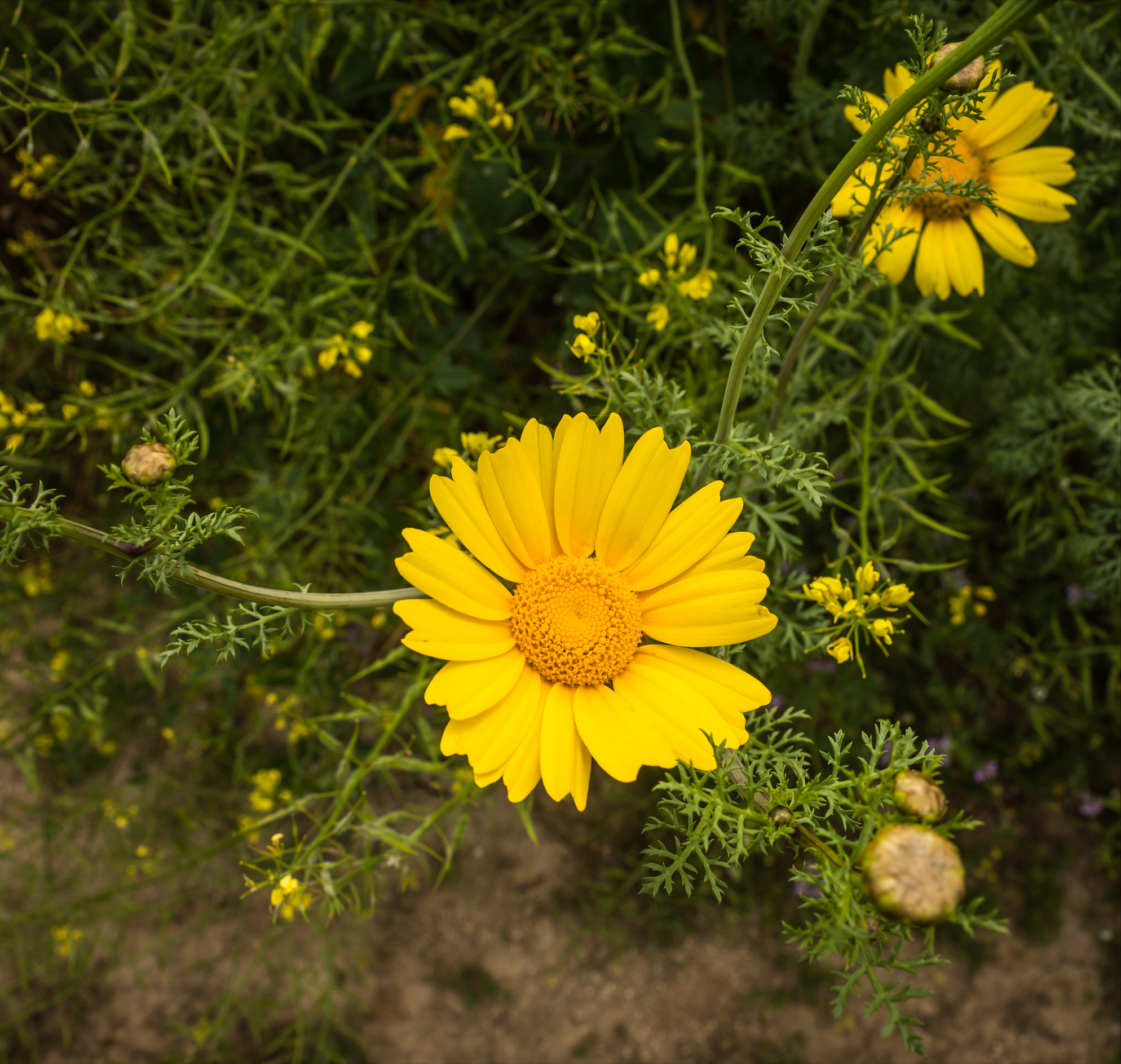 花应冷笑东篱族，犹向陶翁觅宠光（推荐4首清新的野菊花古诗）