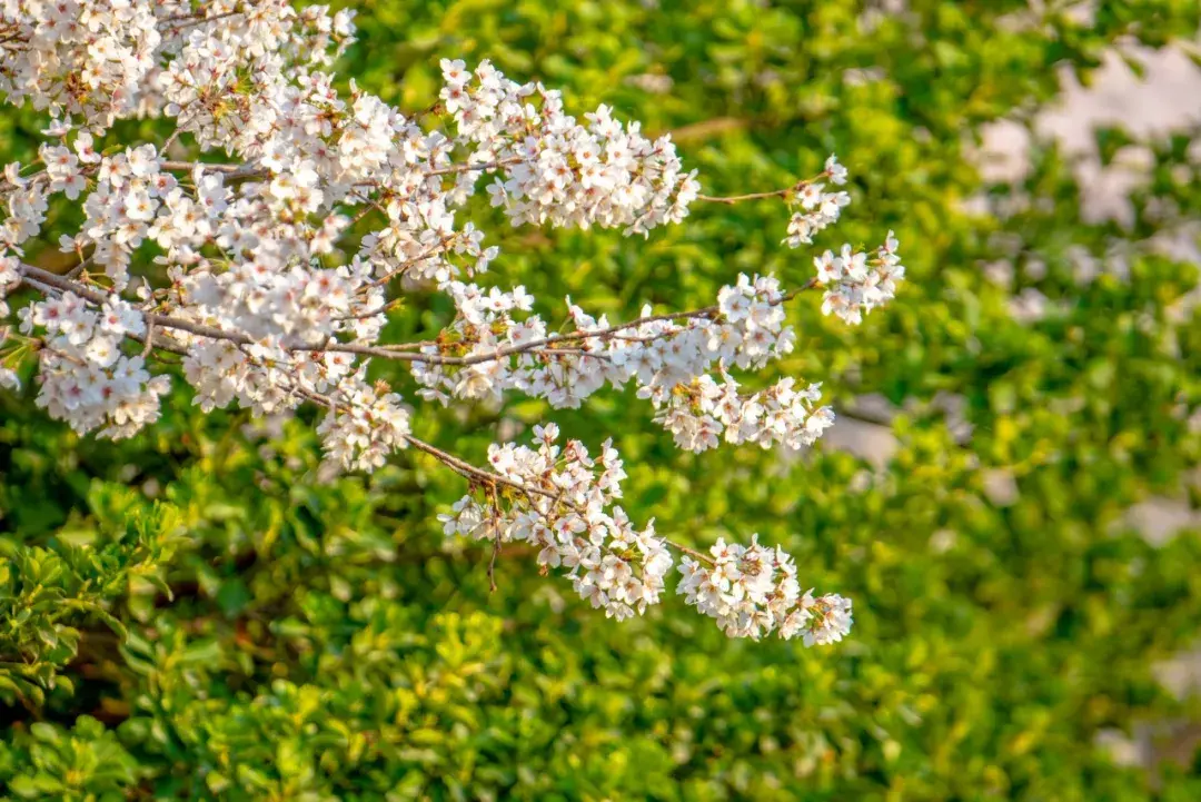 阳春三月，花满春溪（60句春日神仙诗词）