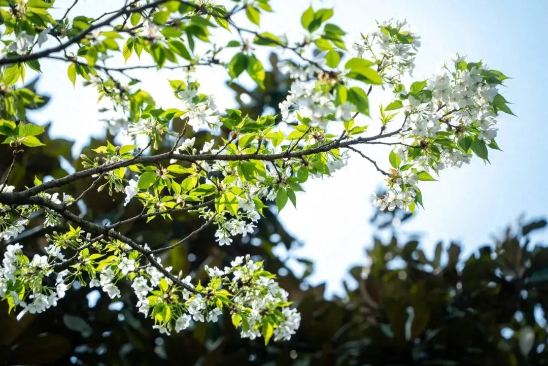 阳春三月，花满春溪（60句春日神仙诗词）