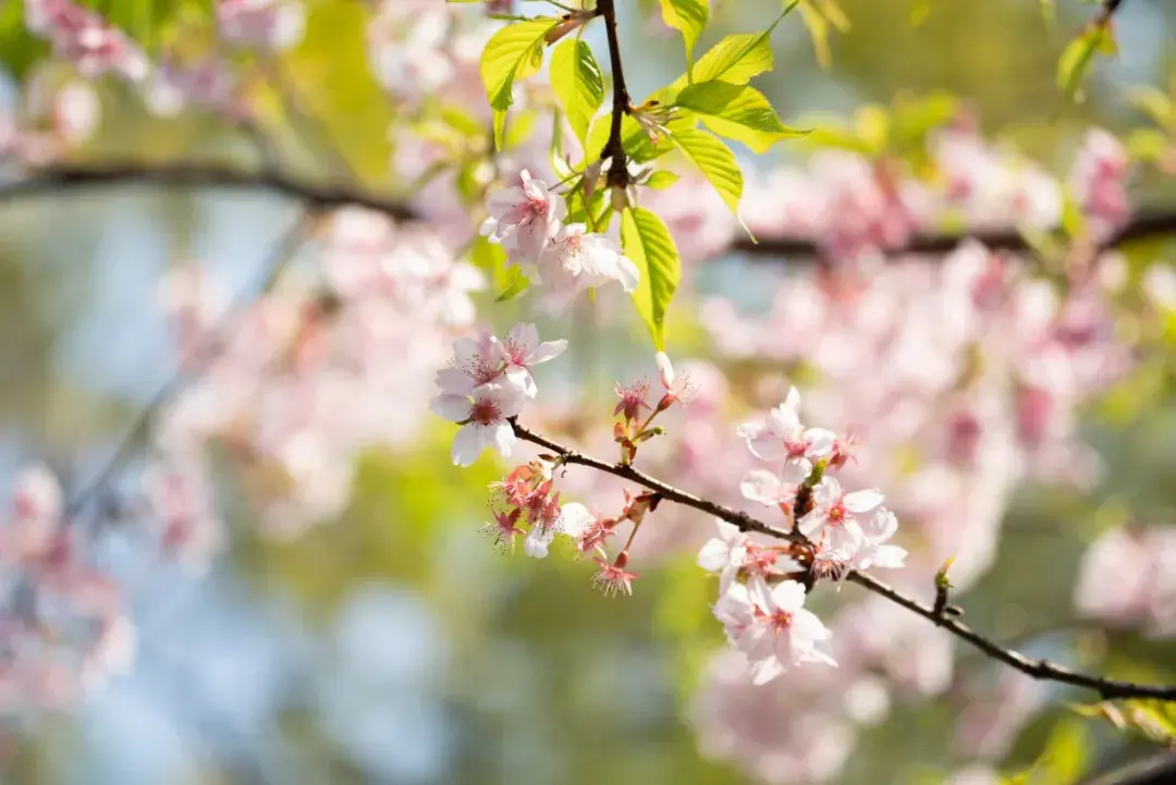 阳春三月，花满春溪（60句春日神仙诗词）