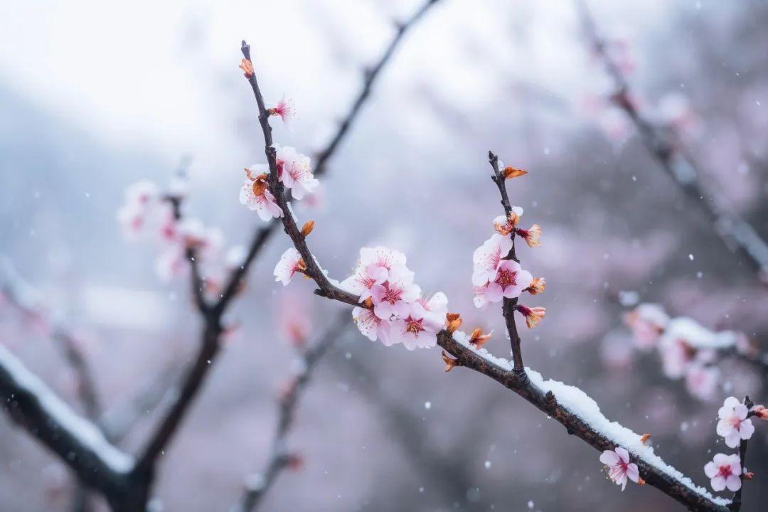 在风雪天，煮酒煎茶（100句冬日诗词鉴赏）