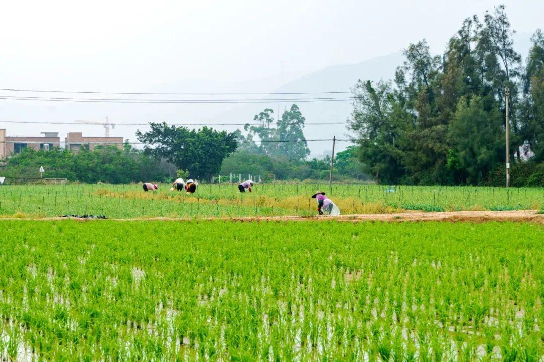 落花时节，风轻草绿（10首优美四月诗词）