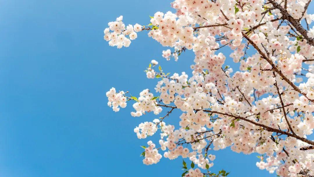 落花飞絮，春意阑珊（10首清明诗词经典）