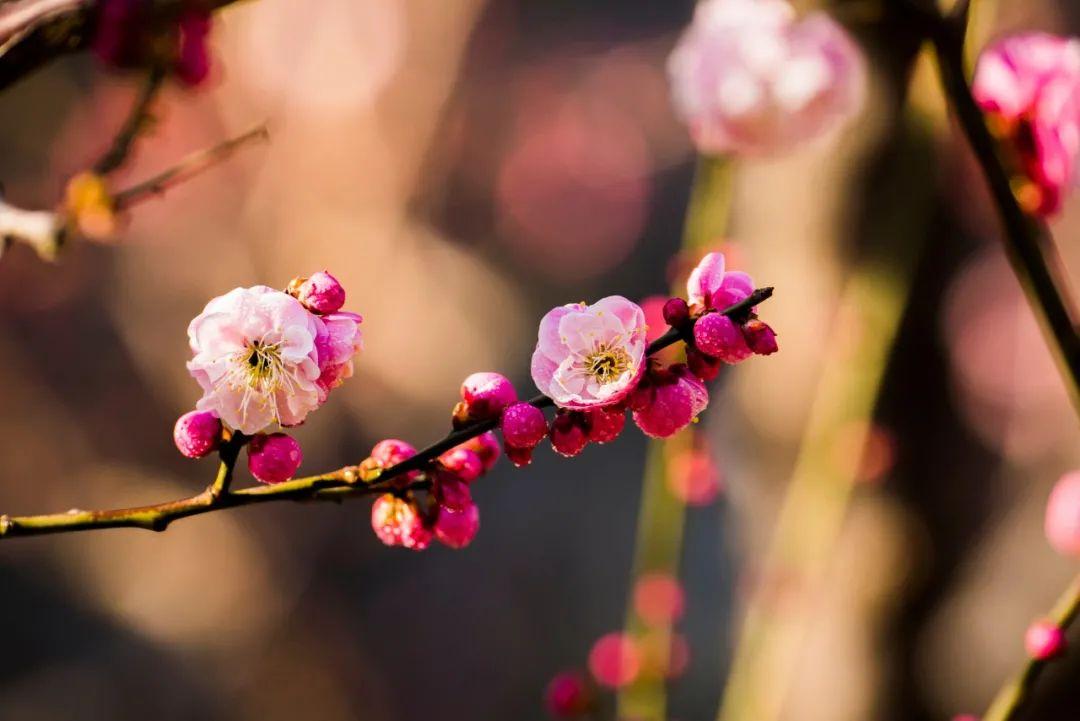 草木含情，岁月生香（7首咏梅诗词）