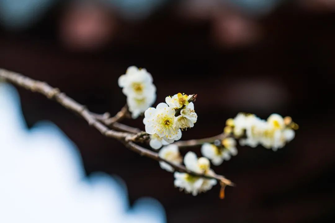 草木含情，岁月生香（7首咏梅诗词）