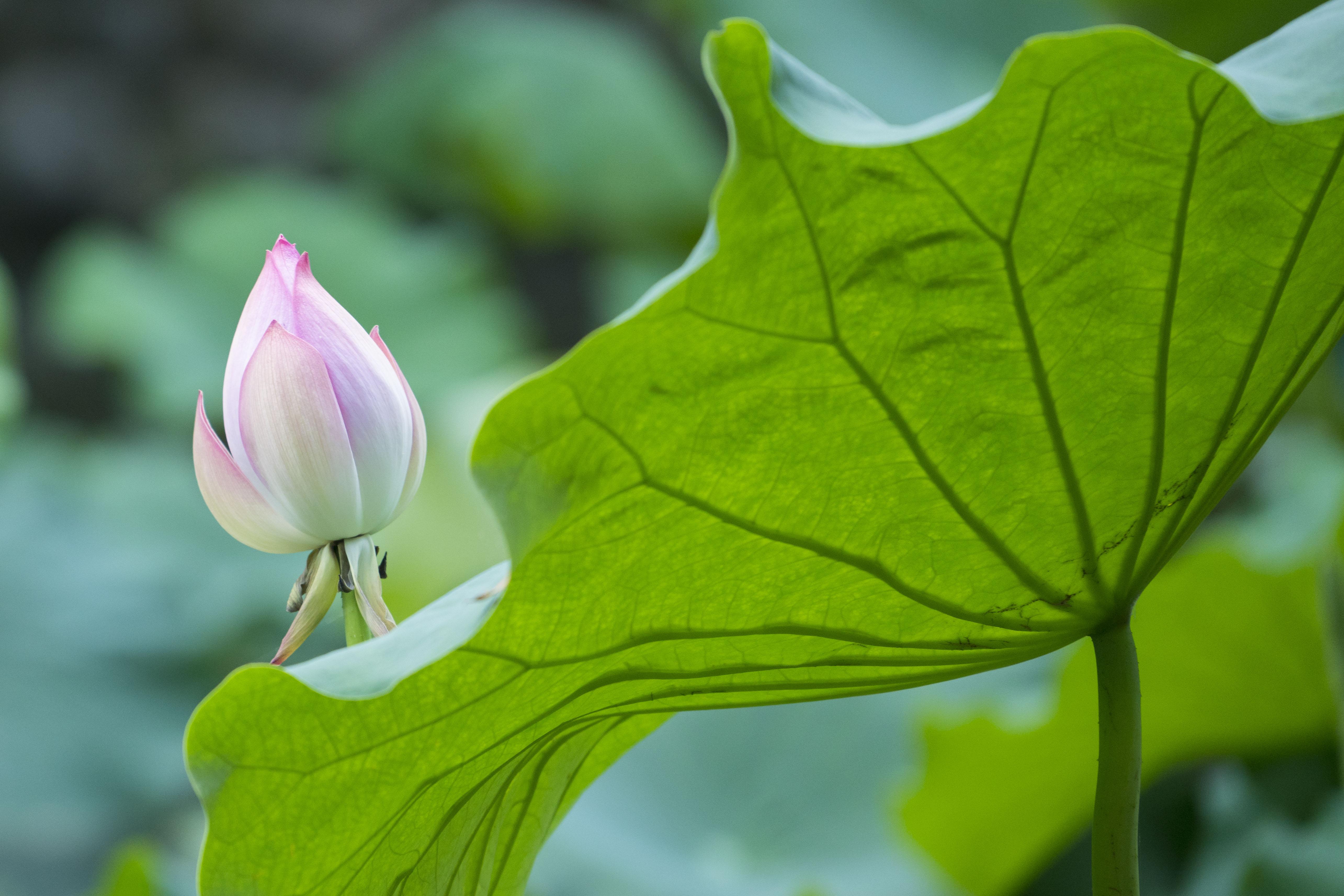 李白赞美荷花经典古诗（六首荷花诗词）