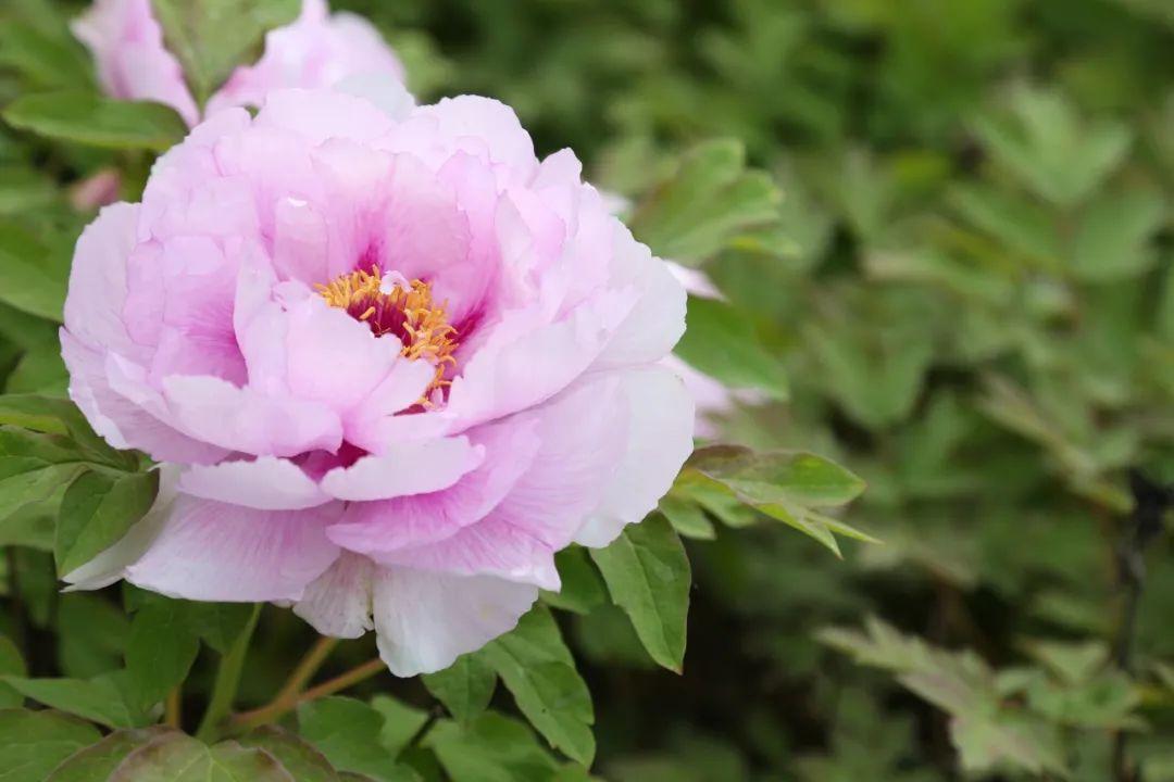 赞美花多花美的诗句（10首牡丹经典诗词）