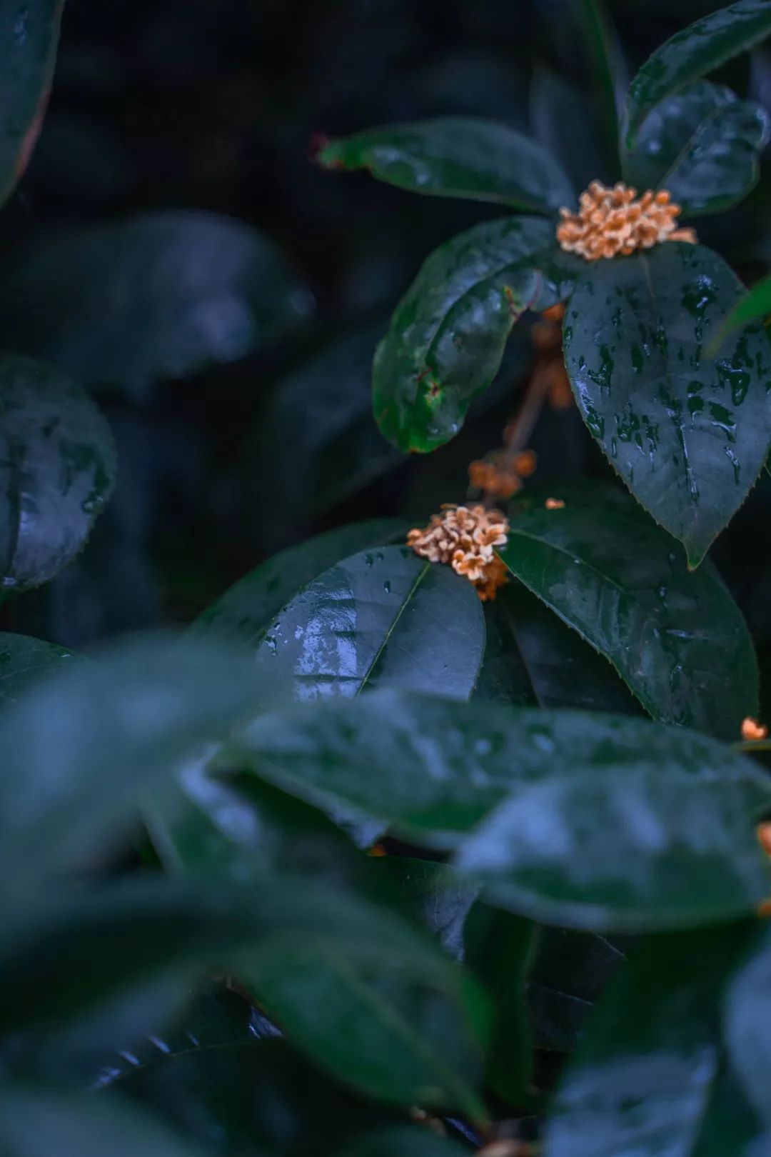 赞美桂花的诗词名句（30句桂花古诗名句）