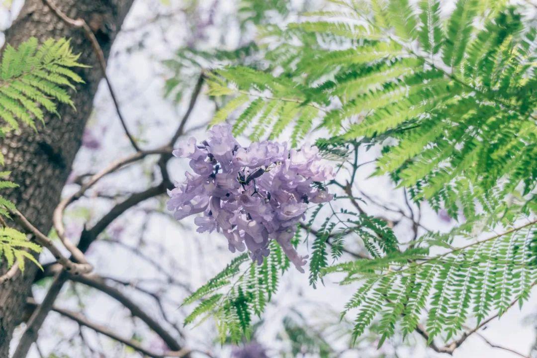 描写夏天景色的诗句（60句清凉的夏日诗词）