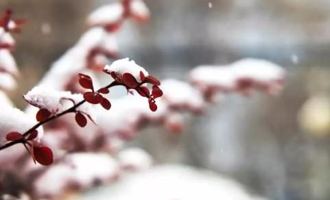 有关描写小雪节气优美句子的句子大全（小雪飘落，寒冬初现）