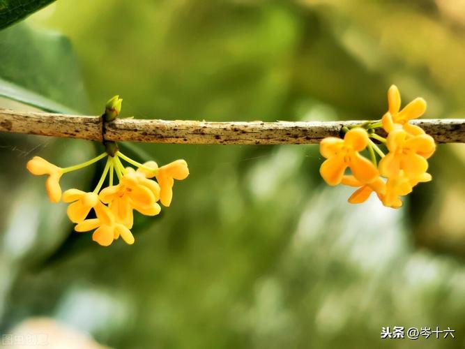 写表示味道的句子（美食香气，永恒难忘）