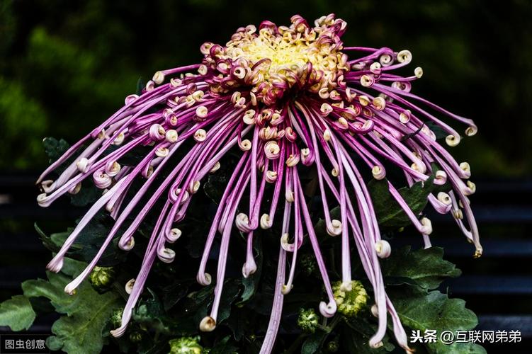 关于描写菊花的好段（《清香独韵，芳华终老——菊花的美丽传说》）