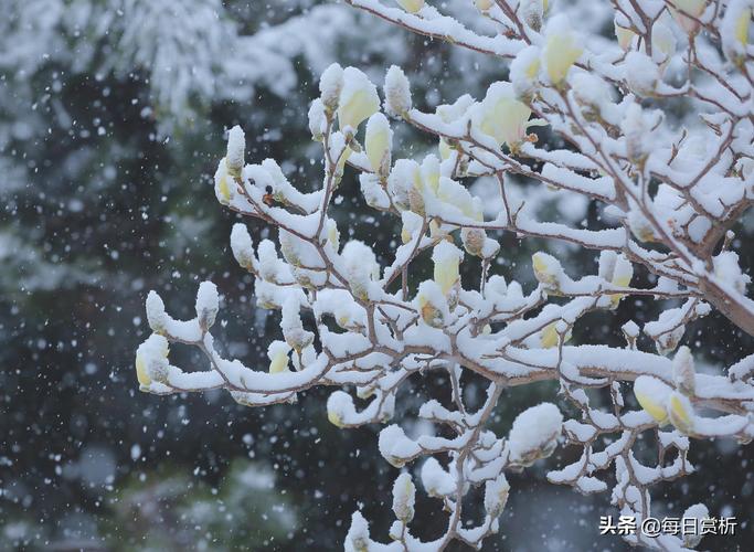 描写冬雪的古诗句有哪些（《冬雪的美丽》）