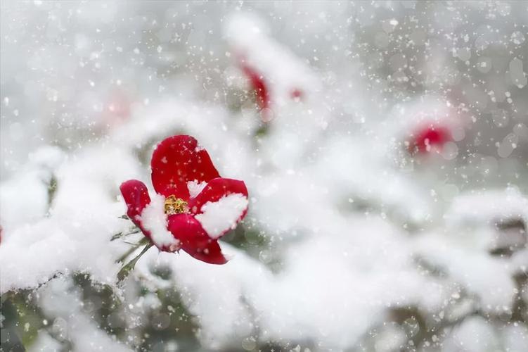 第一场雪的经典句子（《初雪临窗，细腻如梦》）