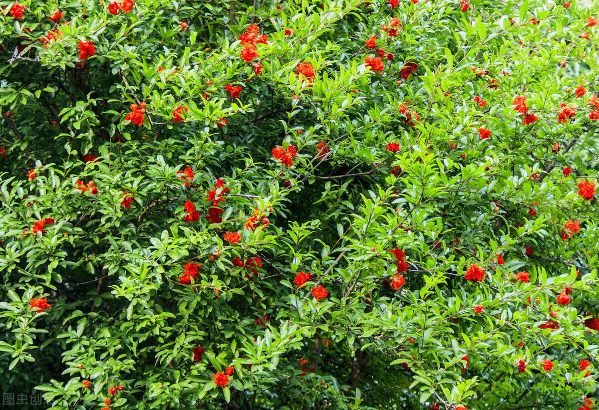 石榴半吐红巾蹙，榴花开欲燃（石榴花古诗词两首）