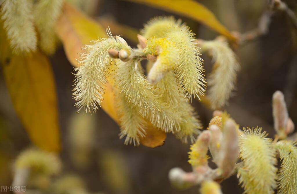 杨花诗词古句大全（6首经典杨花诗词）