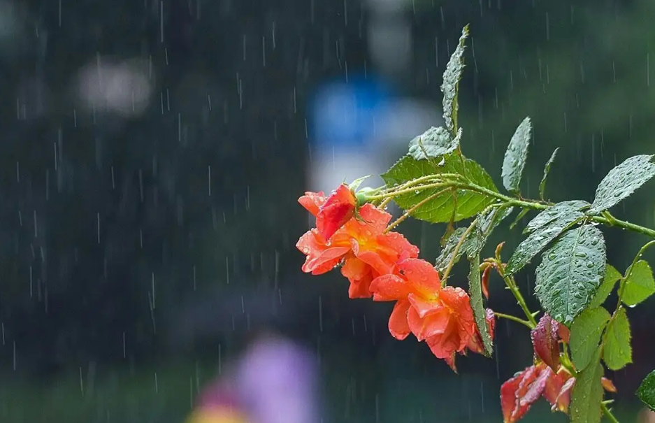 描写盛夏的惊艳诗句（有关夏日雨的古诗词）