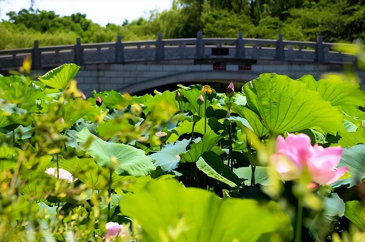 炎炎夏日，诗中纳凉（著名12首纳凉的诗词）