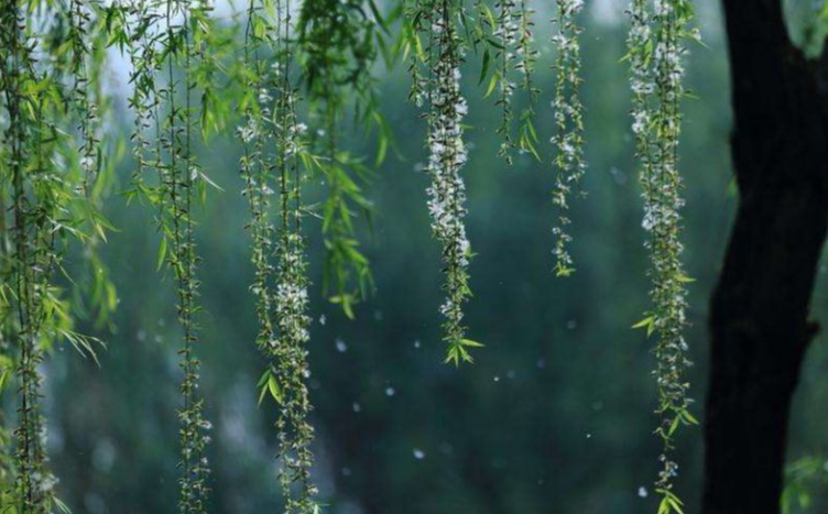 却是杨花有才思，一时收拾伴春归（有关杨花的著名诗词）