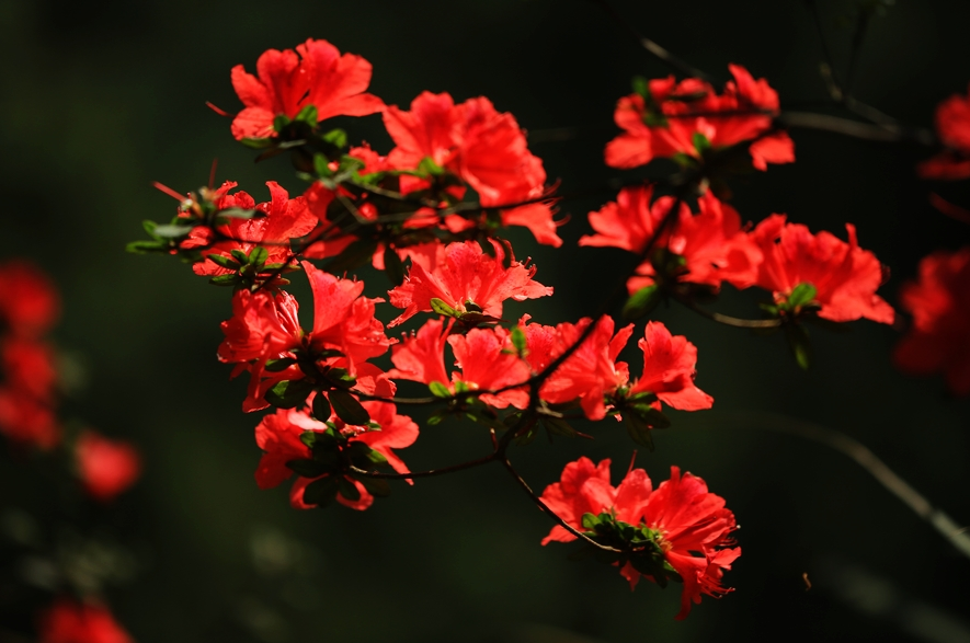 杜鹃花开，漫山红遍（有关杜鹃花的12首诗词著名）