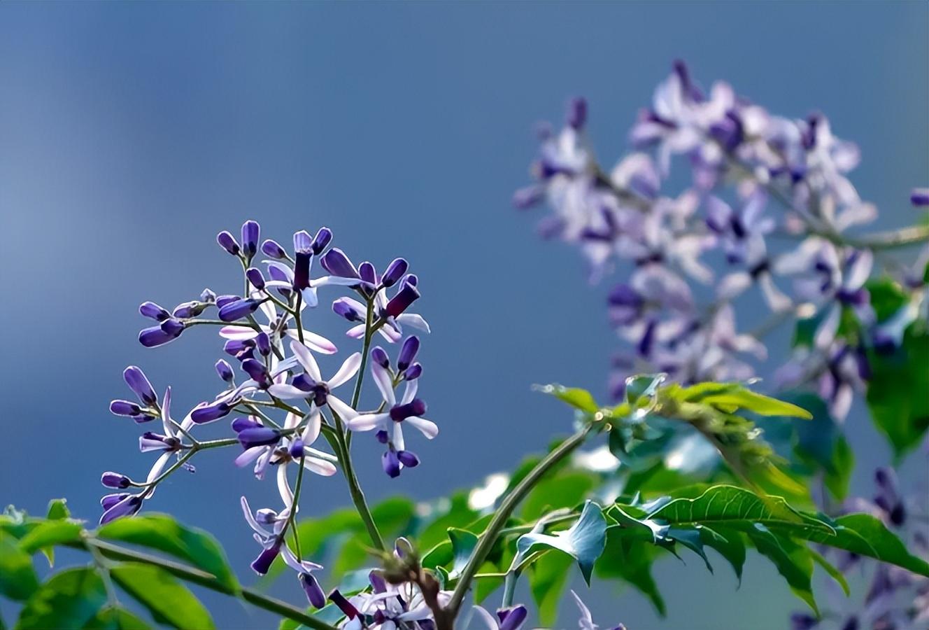 有关楝花的著名诗词（在楝花香中，遇见初夏）