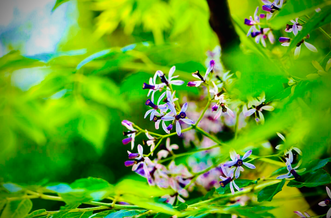 有关楝花的著名诗词（在楝花香中，遇见初夏）