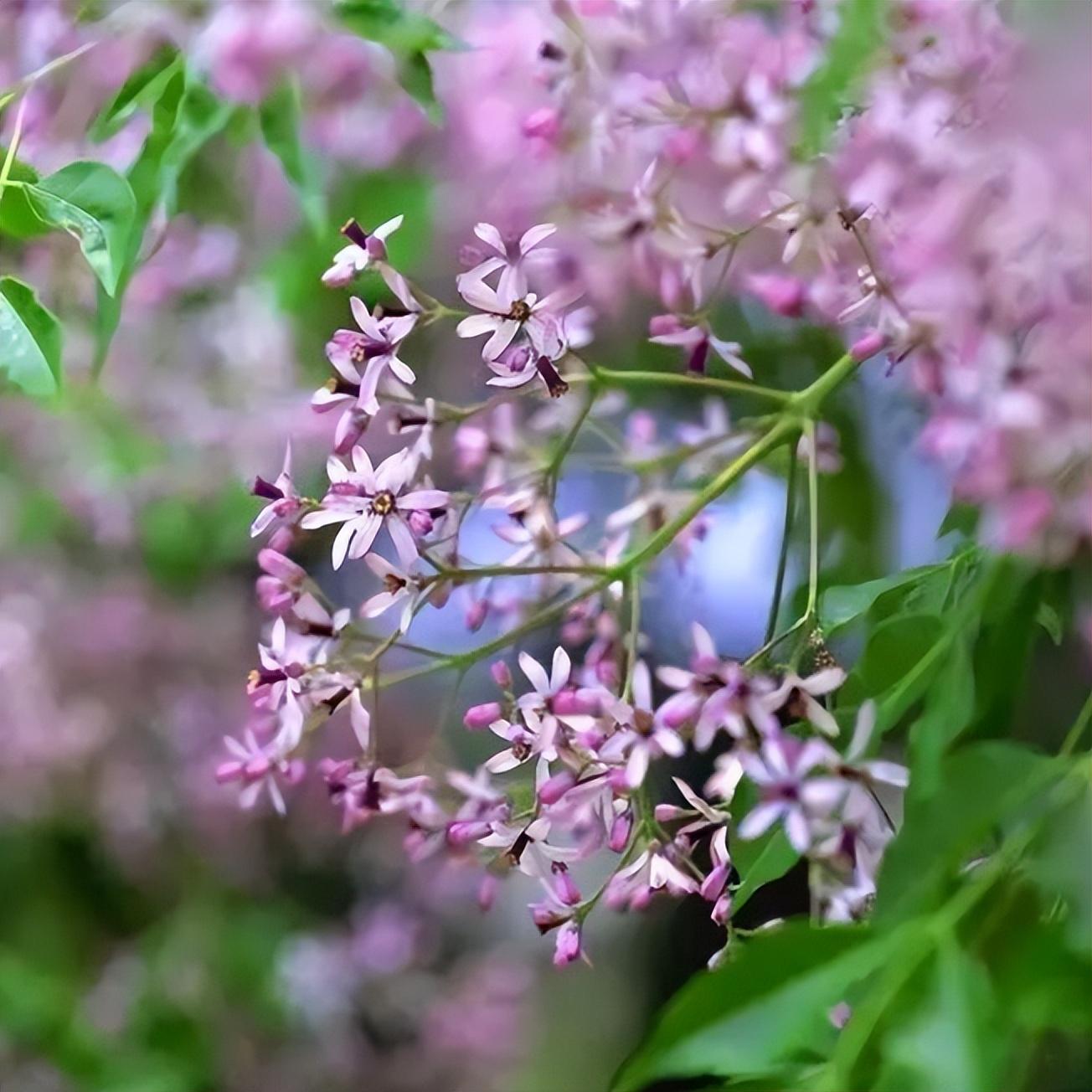 有关楝花的著名诗词（在楝花香中，遇见初夏）