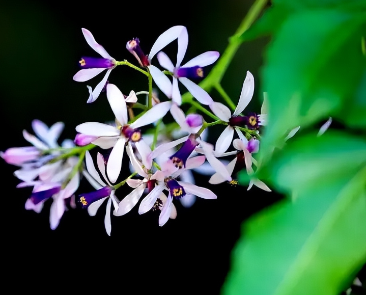 有关楝花的著名诗词（在楝花香中，遇见初夏）