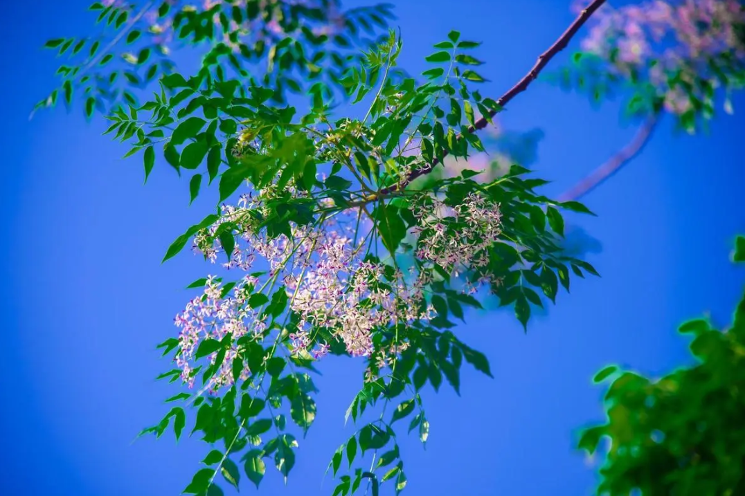 有关楝花的著名诗词（在楝花香中，遇见初夏）