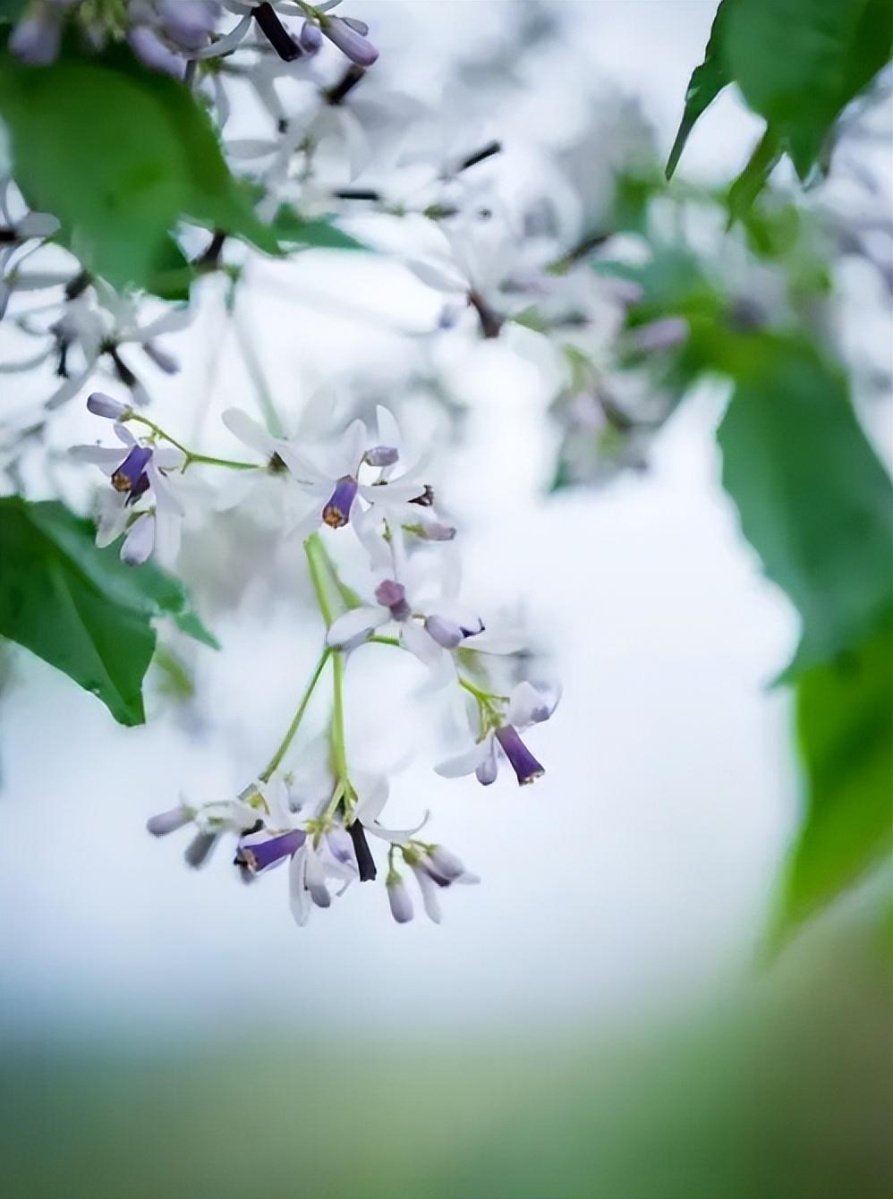 有关楝花的著名诗词（在楝花香中，遇见初夏）