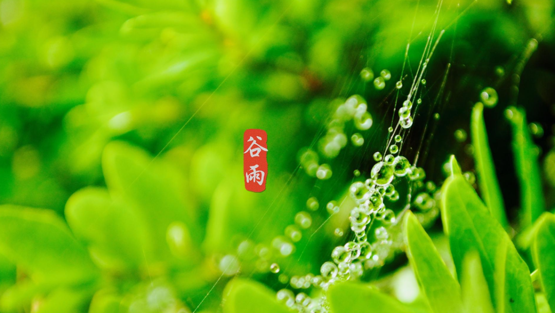 雨落生百谷，万物皆可期（有关谷雨的经典诗词）