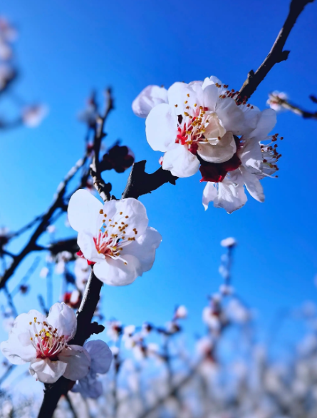 春到南村口，杏花满天开（有关杏花的著名诗词）