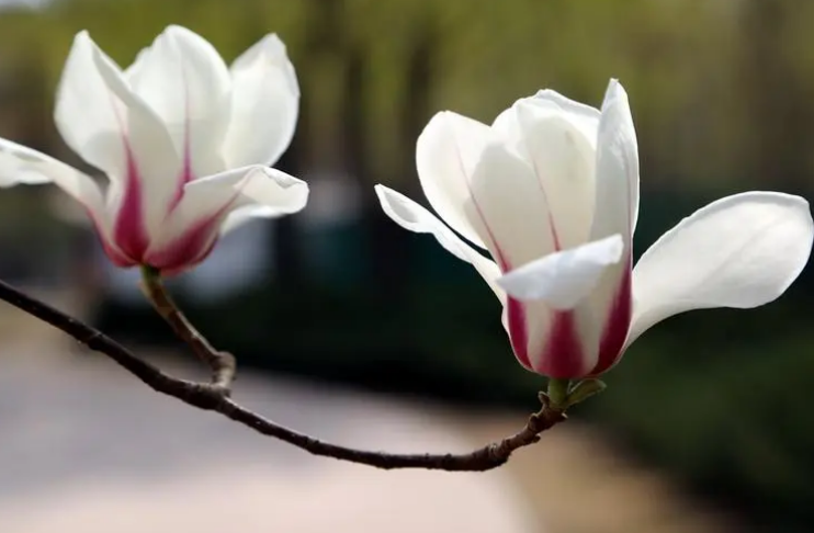 清新芬芳，引人注目（有关玉兰花的著名诗词）