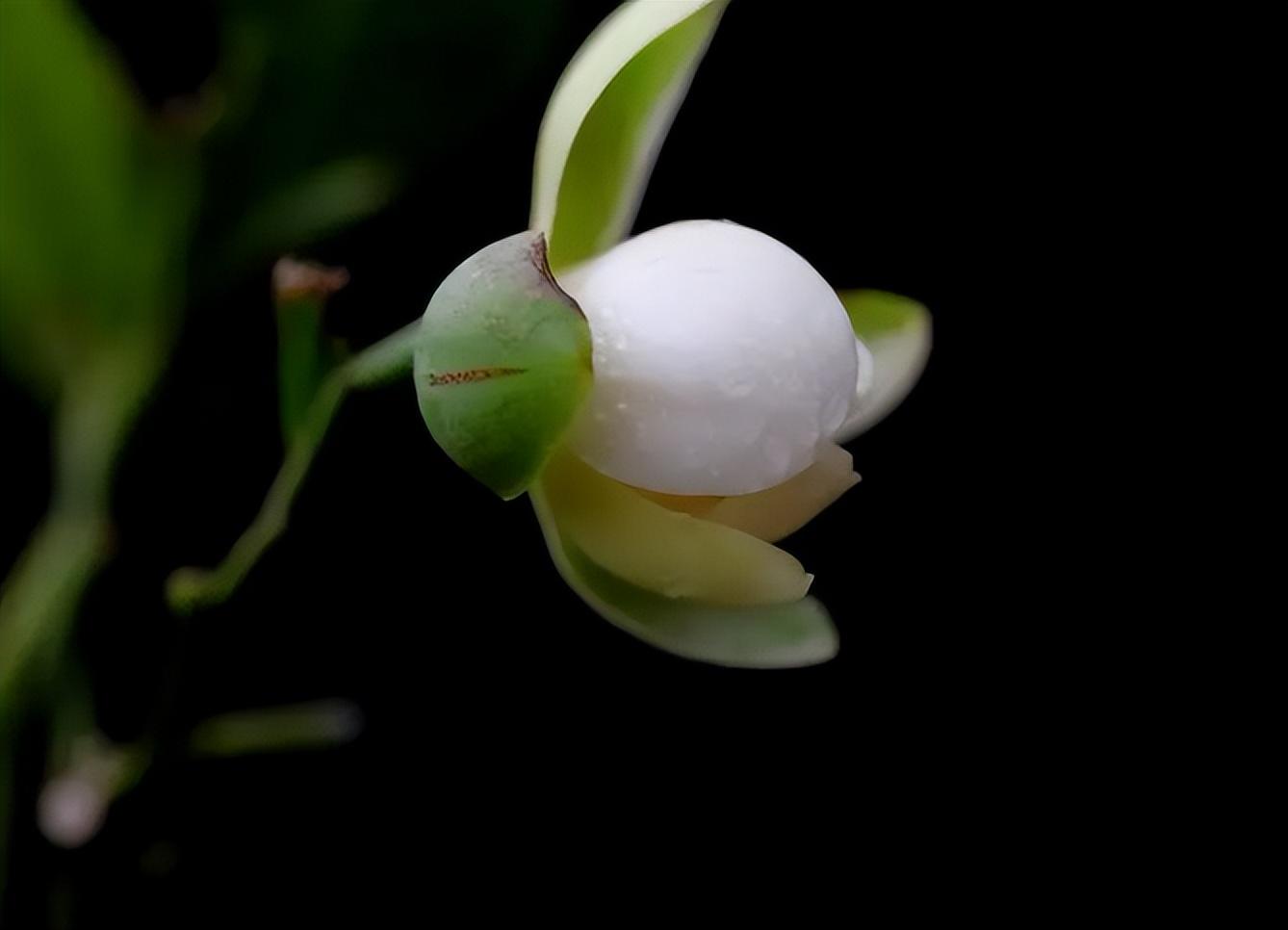 夜合花诗词古句有哪些（有关夜合花的诗句）