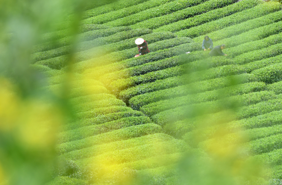 春风送茶香，春茶采摘忙（推荐有关采茶的经典诗词）