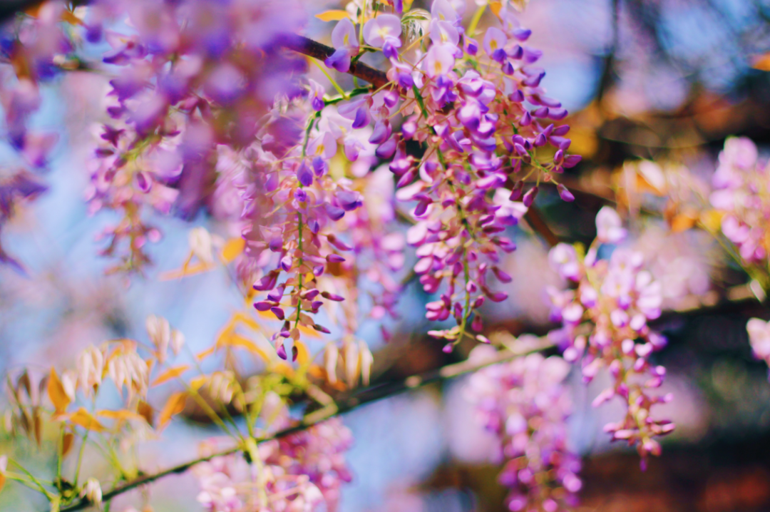 紫藤花经典诗词大全（有关紫藤花的诗词）