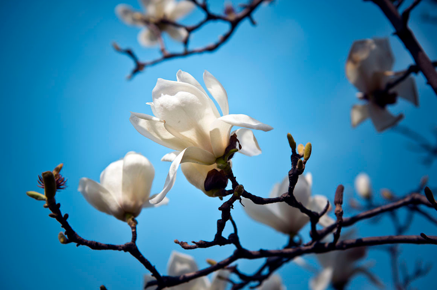 赞美白玉兰花经典诗词（关于玉兰花的古诗词）