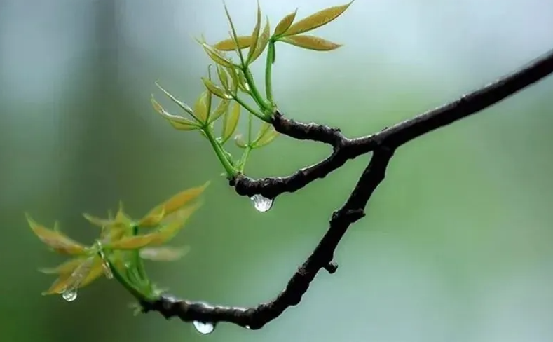 关于春雨经典诗词（12首春雨的著名诗词）