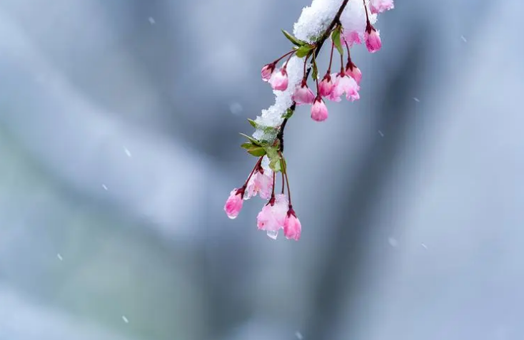 春雪经典诗词鉴赏（有关春雪的诗词著名）