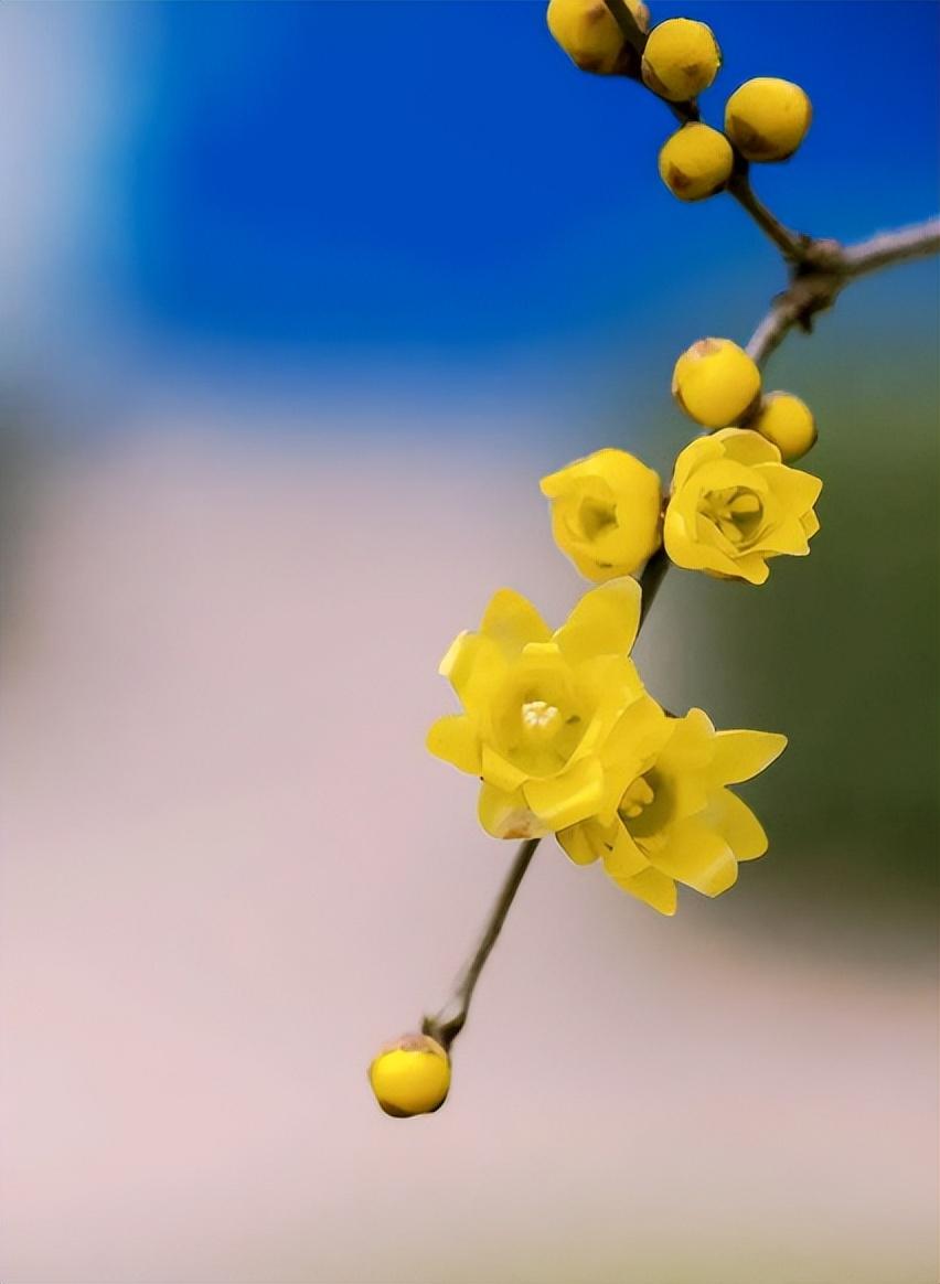 一年岁将阑，又见腊梅花（有关腊梅的诗词著名）