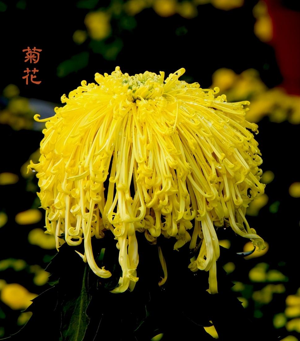 赞美菊花品质的诗句（有关秋菊的诗词著名）