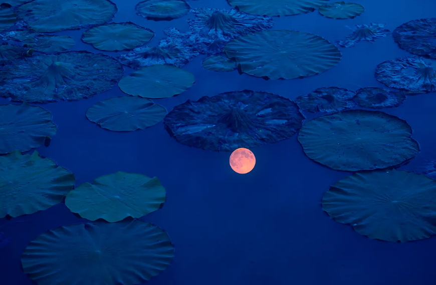 月夜经典古诗词鉴赏（有关月夜的古诗句著名）