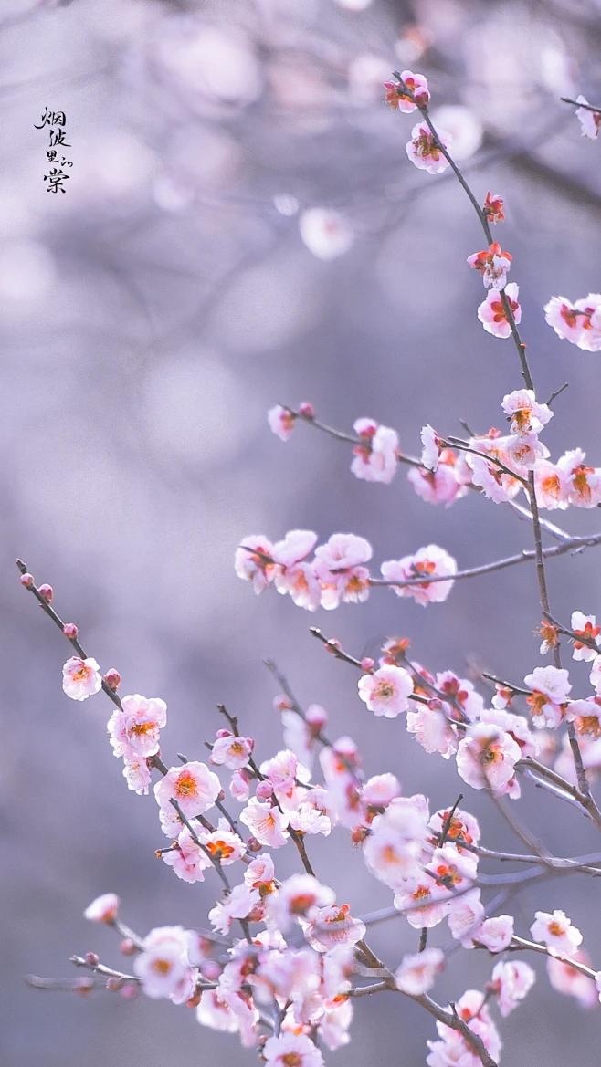 赞美梅花的经典诗词佳句（20句梅花的绝美诗词）