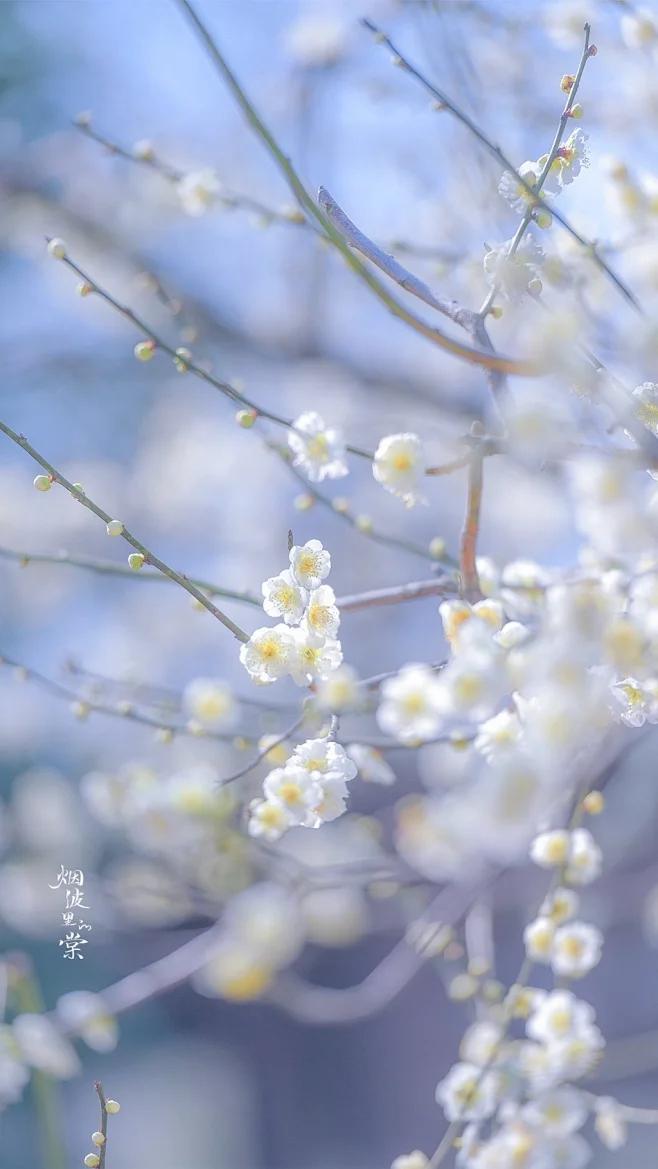 赞美梅花的经典诗词佳句（20句梅花的绝美诗词）